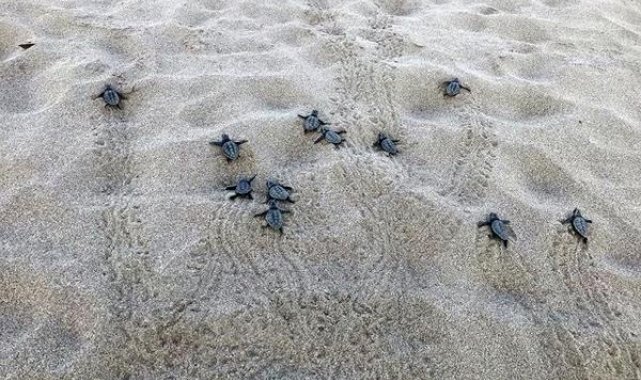 Patara'da yılın ilk yavru caretta carettaları denizle buluştu