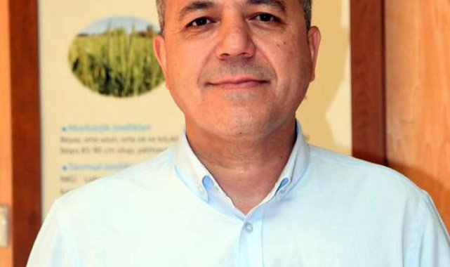 Prof.Dr. Sağlam: Ayçiçeği tarlasında görülen İtalyan çekirgesi başka alanlara kayabilir