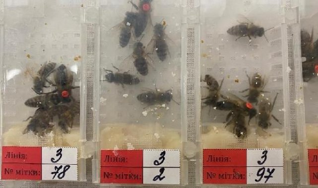 Sabiha Gökçen Havalimanı'ında bin 240 canlı arı ele geçirildi