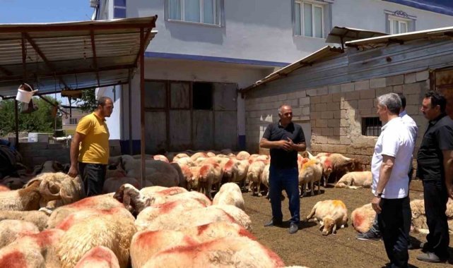 Şahinbey'in destekleriyle hayvancılık gelişiyor