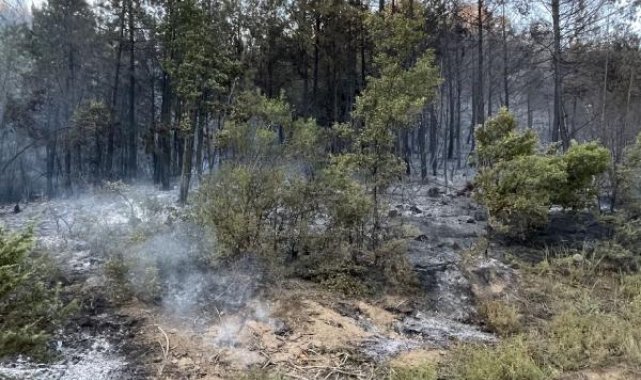 Sakarya'da çıkan orman yangını söndürüldü