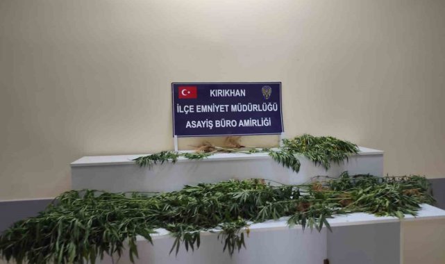 Saksıda yetiştirilen hint kenevirleri ele geçirildi