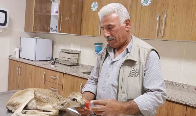 Şanlıurfa'da yaralı bulunan ceylan yavrusu tedavi altına alındı