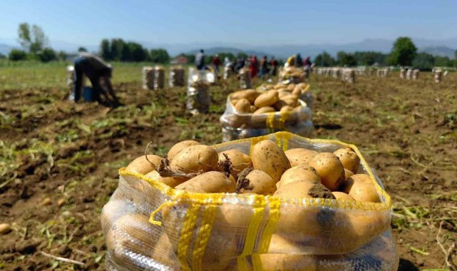 Sarı altın hasadı başladı; tarlada 13 liradan satılıyor