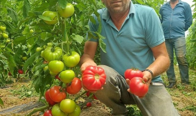 Sarıcakaya'da çiftçiler üretimden memnun
