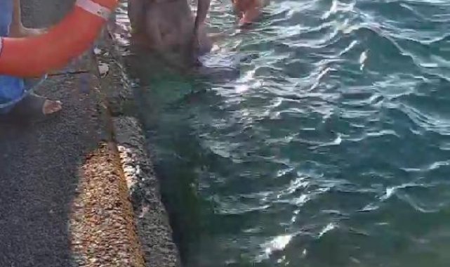 Sarıyer'de boğulma tehlikesi geçiren kişiyi vatandaşlar kurtardı