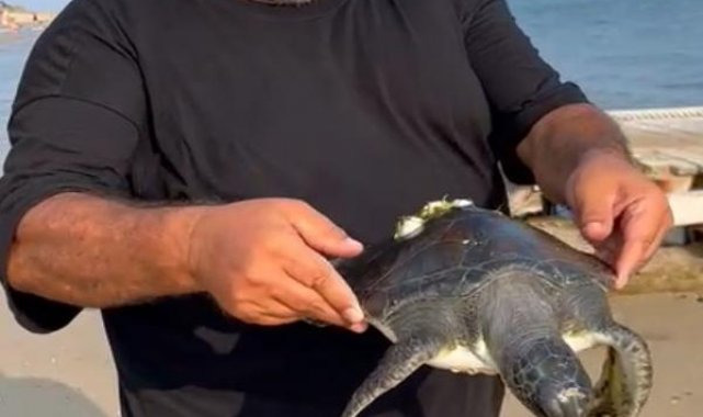 Saros'ta sahile vuran caretta caretta denize bırakıldı