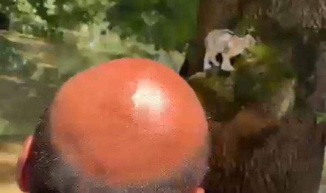 Selde, ağaçta mahsur kalan kediyi, botla dolaşan ekipler kurtardı