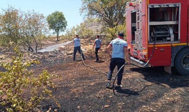 Siirt'te fıstık bahçesinde yangın; 50 ağaç yandı