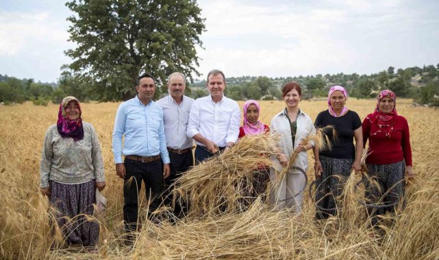 Silifke'de atalık sarı buğday hasadı yapıldı