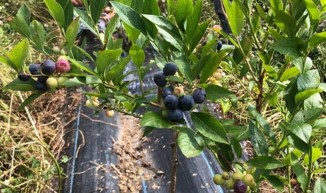 Sinop'ta ilk kez Türkeli'de başlatılmıştı: Yaban mersini yaygınlaşıyor
