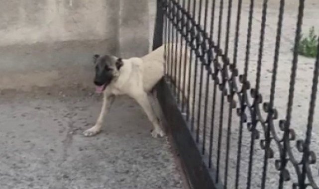 Sivas'ta demir kapının parmaklıklarına sıkışan köpek böyle kurtarıldı