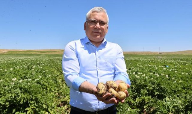 Sivas'ta patates üretiminde 445 bin tonla 'rekor rekolte' bekleniyor