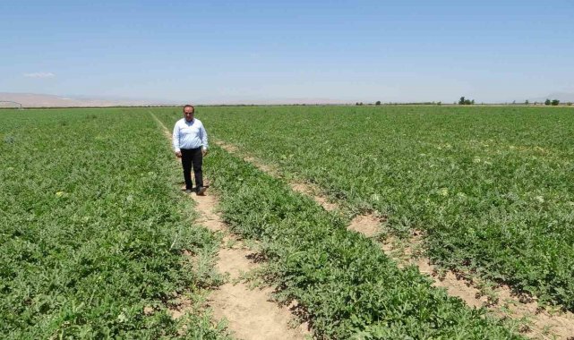 Sultansuyu'nda karpuz ve kavun hasadı için gün sayılıyor