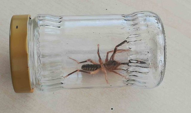 Sungurlu'da "sarıkız" örümceği paniği
