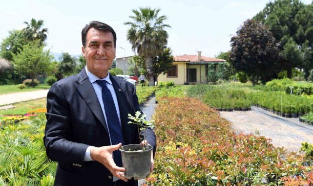 Tarihi İnkaya Çınarı geleceğe taşınıyor