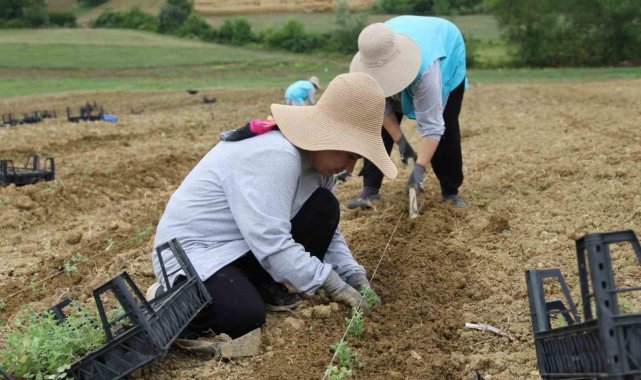 Tıbbi aromatik bitki yetiştiriciliğinde yeni ürün: kekik