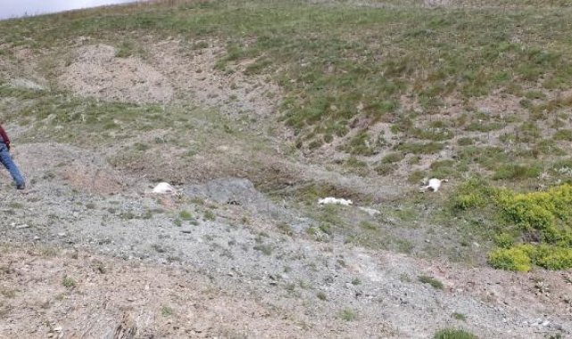 Tokat'ta yayladaki fırtınada 98 koyun soğuktan öldü