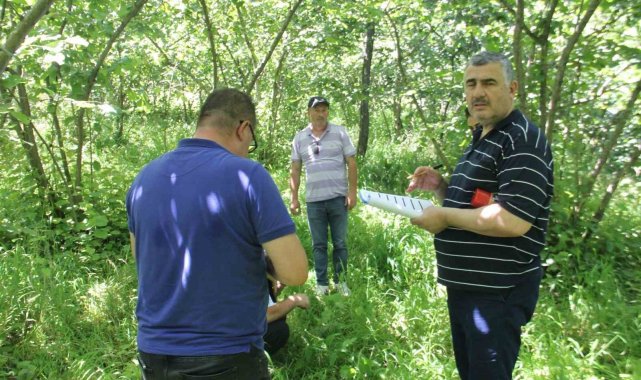 Trabzon'da fındıkta rekolte tespit çalışmaları başladı