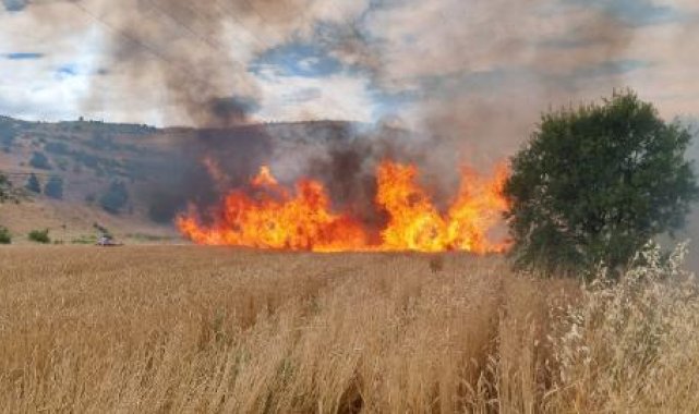 Tunceli'de 10 dönüm ekili buğday yandı