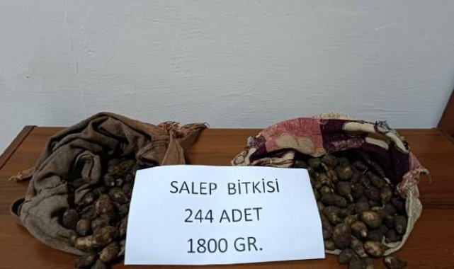 Tunceli'de salep soğanı toplayan 2 kişiye 220 bin lira ceza