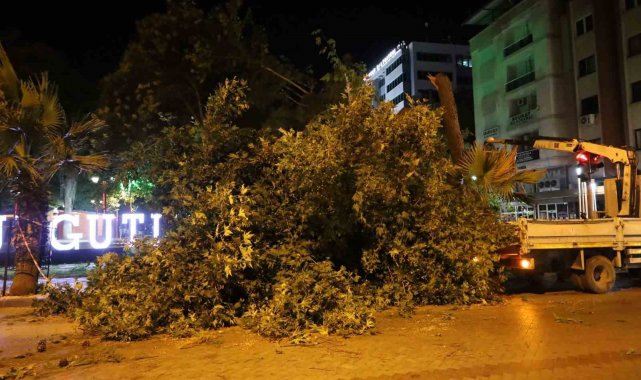 Turgutlu'da fırtına ağacı devirdi