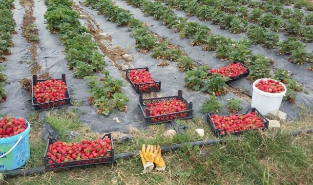 Üreticilere 118 bin çilek fidesi dağıtıldı