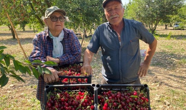Vişne fiyatı üreticisini sevindirdi