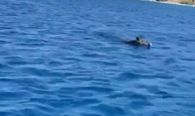 Yaban domuzu, Bodrum açıklarında yüzdü