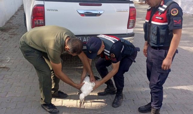 Yaralı leyleğe jandarma şefkati