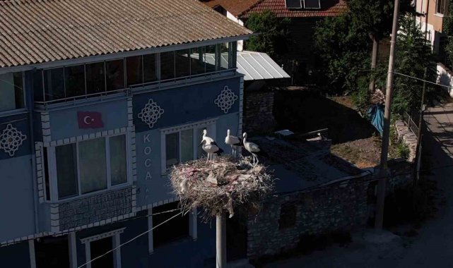 Yaren leylek ve 4 yavrusu vedaya hazırlanıyor