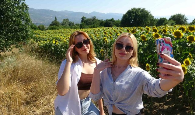 Yol kenarındaki ayçiçeği tarlası fotoğrafseverlerin uğrak noktası oldu