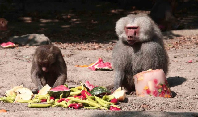 Zoopark'ta 40 derece sıcakta buzlu meyve keyfi
