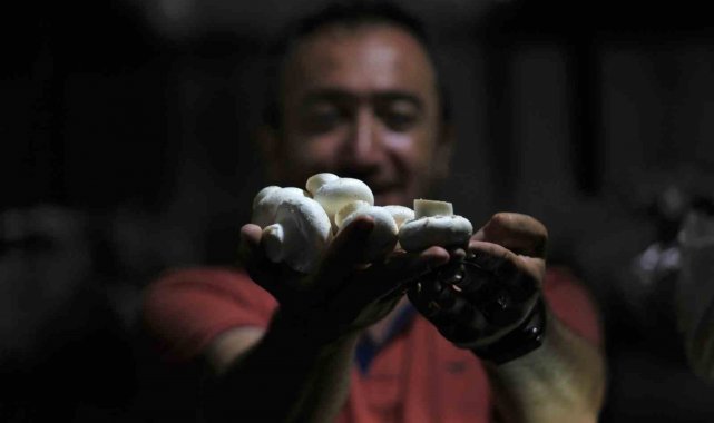 1200 rakımda günde 200 kilogram mantar üretiyor
