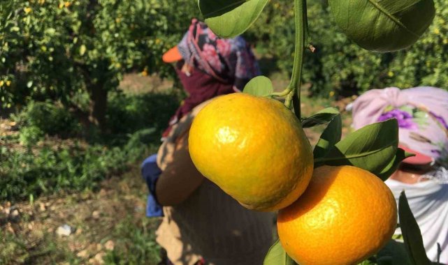 2023-2024 sezonunda narenciye rekoltesinde rekor artış