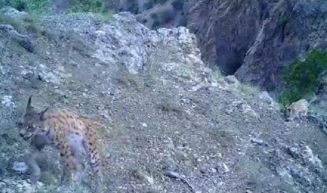'Ormanın Hayaleti' olarak bilinen vaşak ve yavrularının görüntüleri paylaşıldı