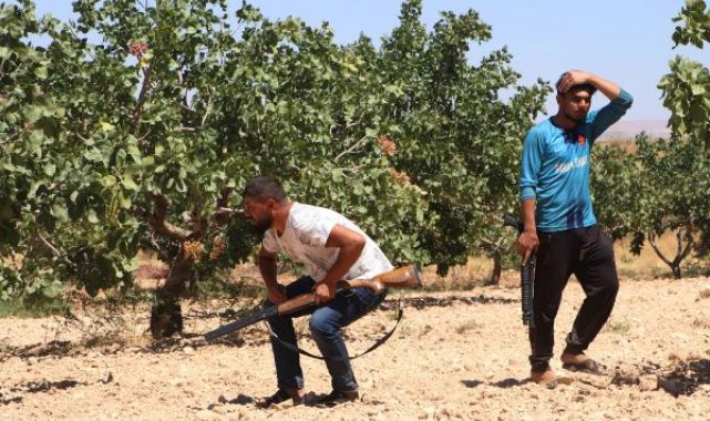'Yeşil altın' Antep fıstığını günlük 1000 TL'ye koruyorlar