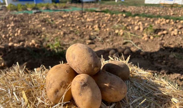90 çeşit patates fuarda görücüye çıktı