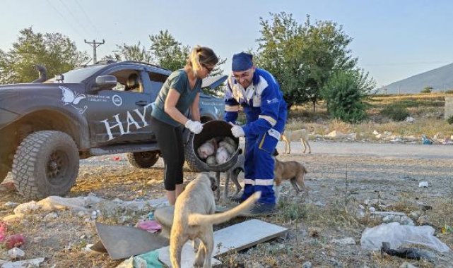Afrika sıcaklarının görüldüğü deprem bölgesi Osmaniye'de sokak hayvanları beslendi, su verildi