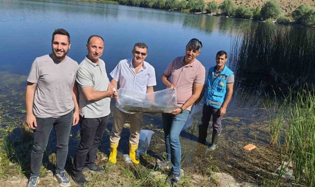 Altıntaş'ta baraj ve göletlere 150 bin yavru sazan balığı bırakıldı
