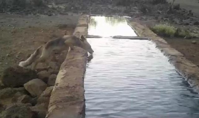 Amanos'ta, havuzda su içip serinleyen yaban hayvanları kamerada