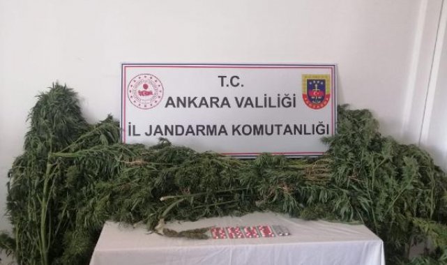 Ankara'da hobi bahçelerine ekilmiş uyuşturucu madde bitkisi dronla tespit edildi
