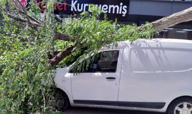 Avcılar'da kaldırımdaki ağaç aracın üzerine devrildi