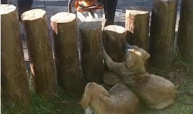 Ayakları kütüklerin arasına sıkışan yavru köpekler kurtarıldı