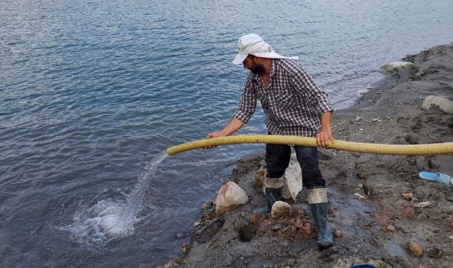 Aydın'da 300 bin sazan suyla buluştu