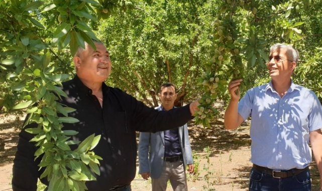 Badem üreticileri Cumhurbaşkanından müjde bekliyor