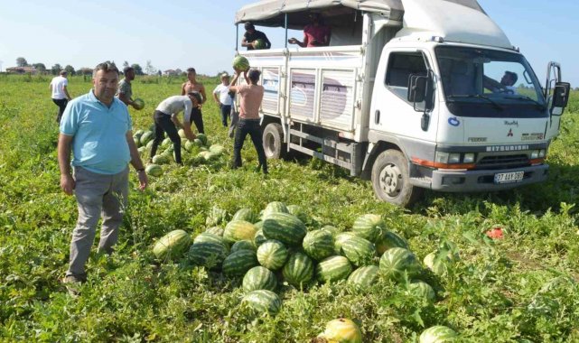 Bafra karpuzunda sona doğru