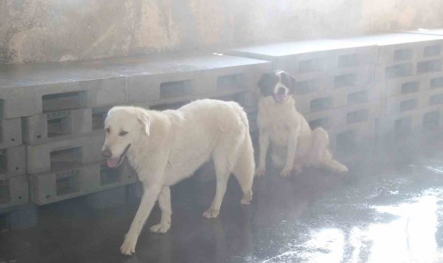 Bağcılar'da barınma merkezindeki sokak hayvanları buharla serinletiliyor