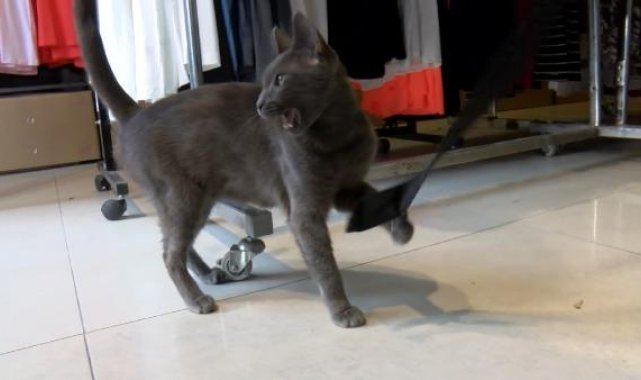 Bağcılar'da esnafın sahiplendiği kedi köpeklere savaş açtı; o anlar kamerada