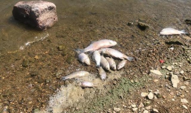 Boğazköy Barajı'nda ölü balıklar karaya vurdu